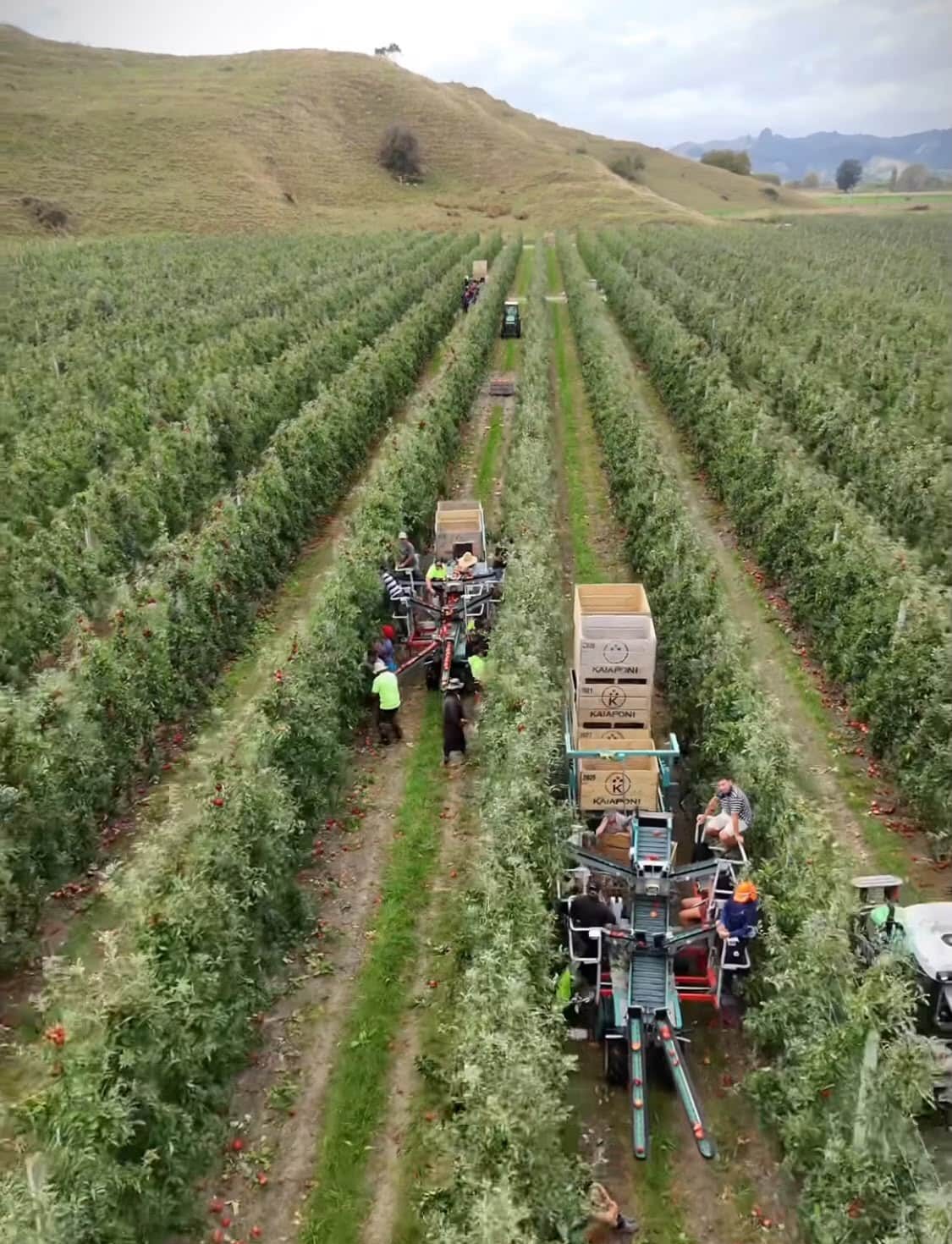 Kiwi Plantage