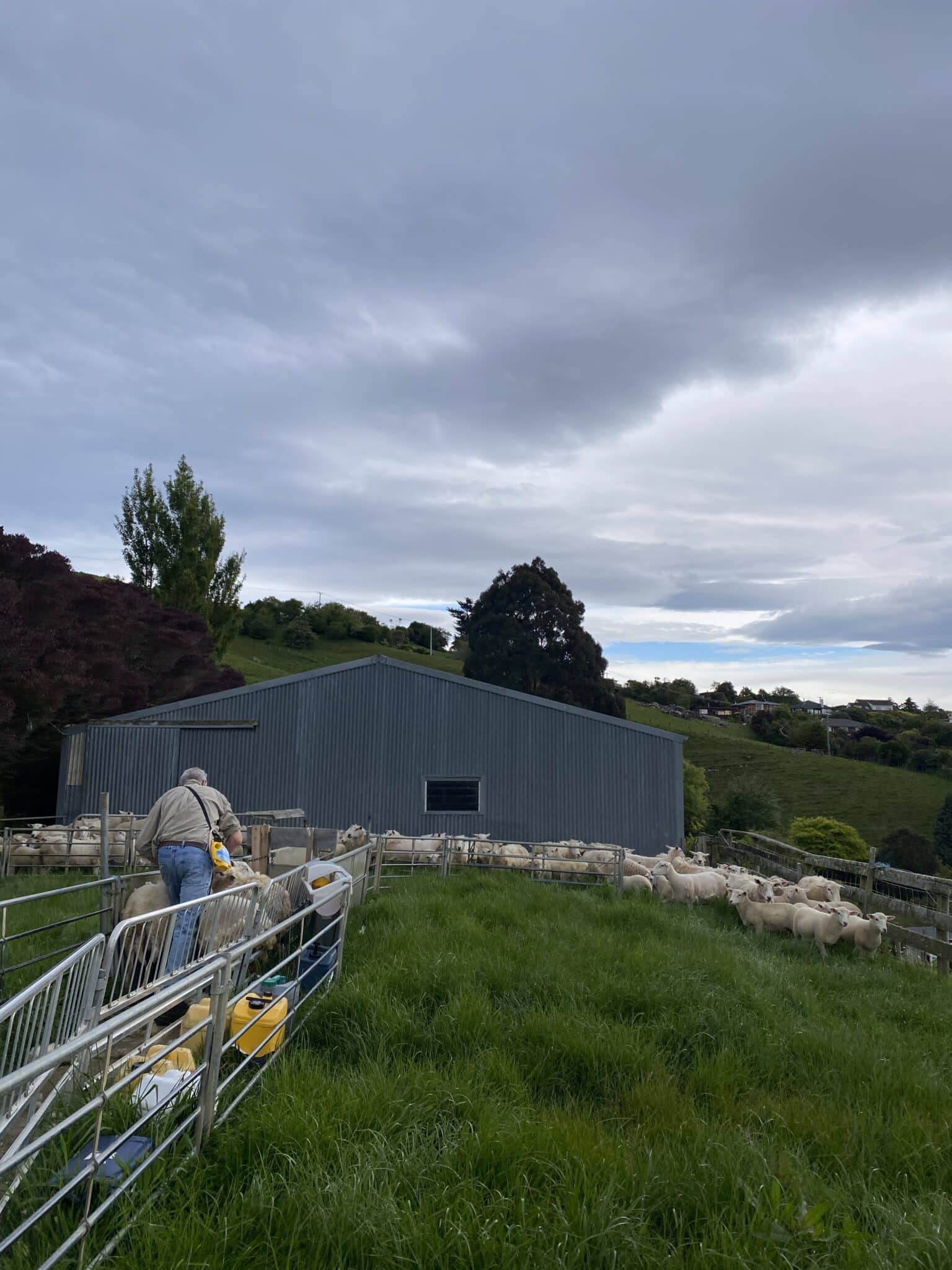 Schaffarm in Dunedin