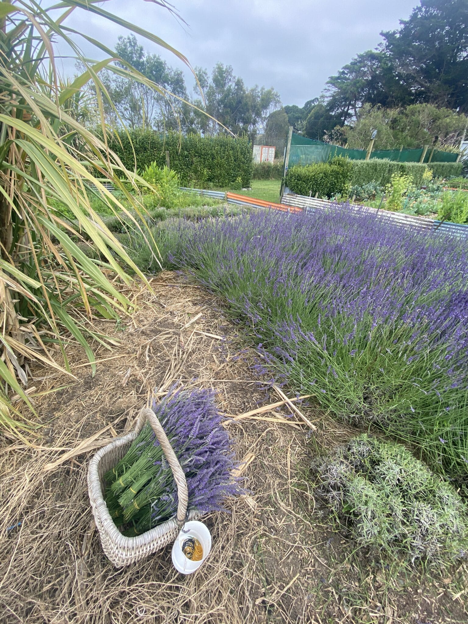 Lavendel schneiden in Whanganui