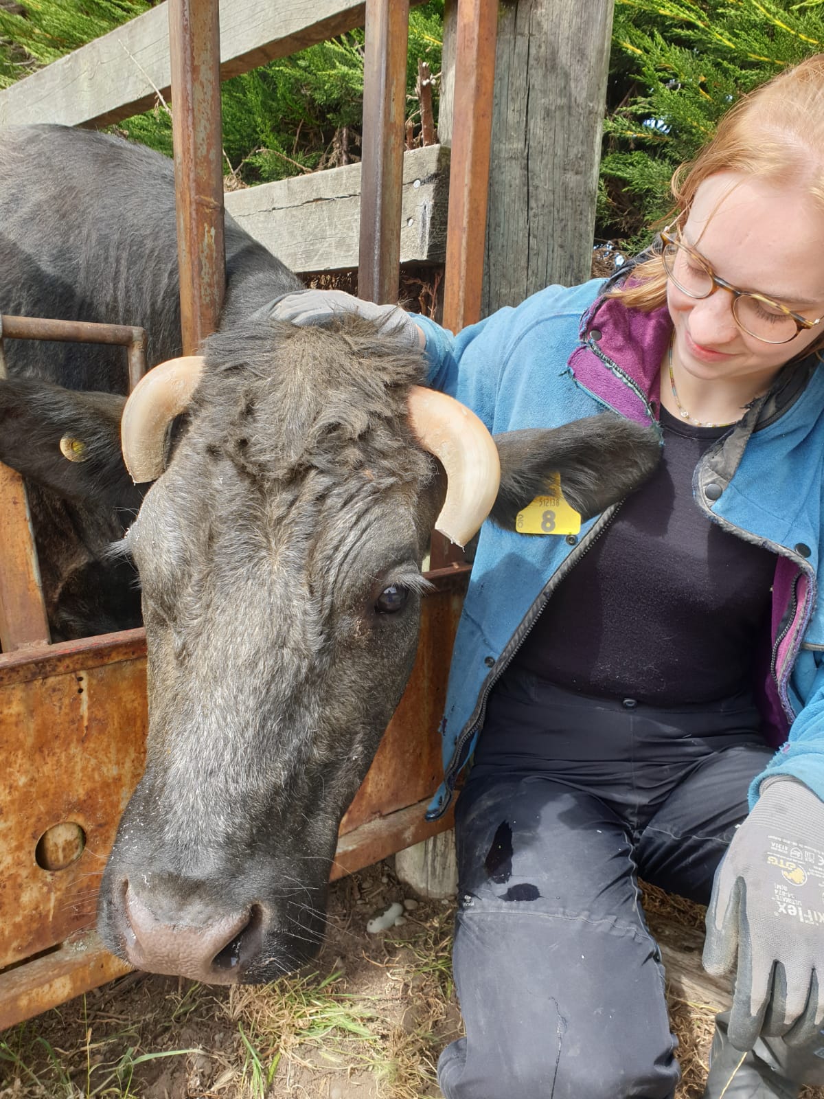 Vinzer und Kuhfarmer in Christchurch