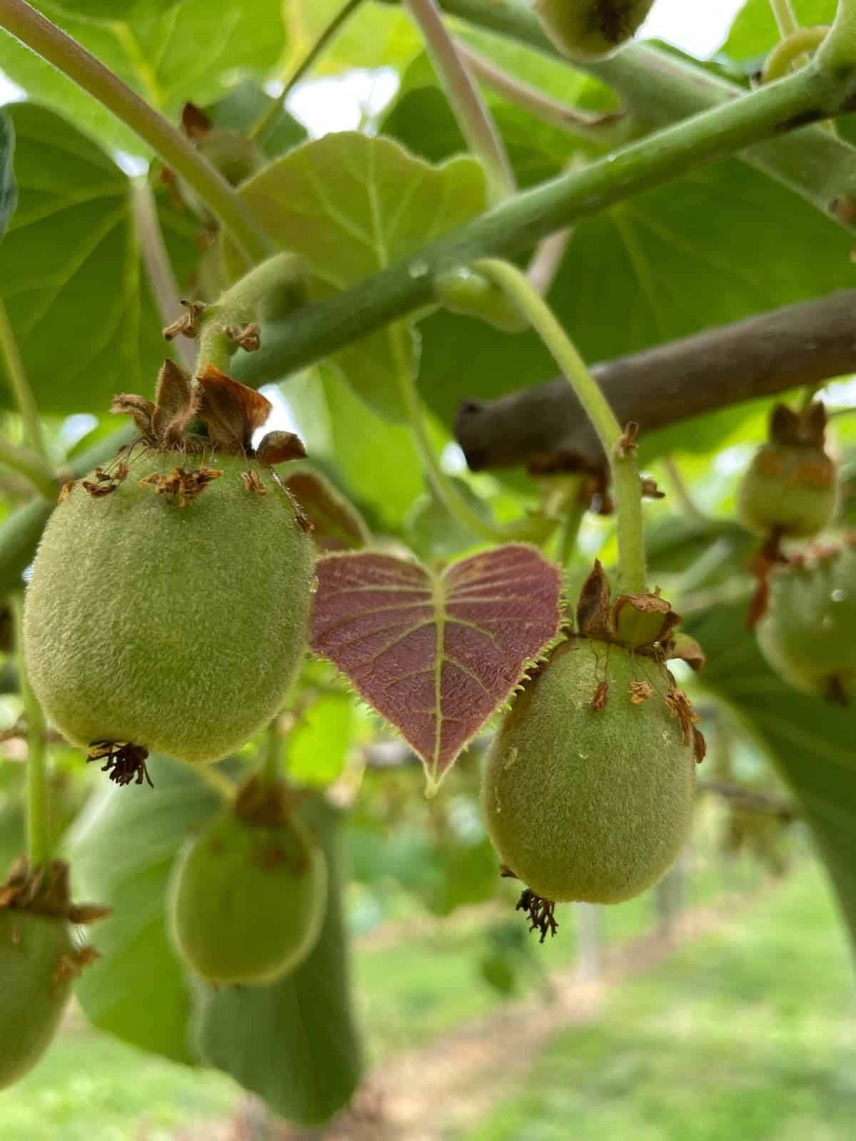 Kiwi Plantage
