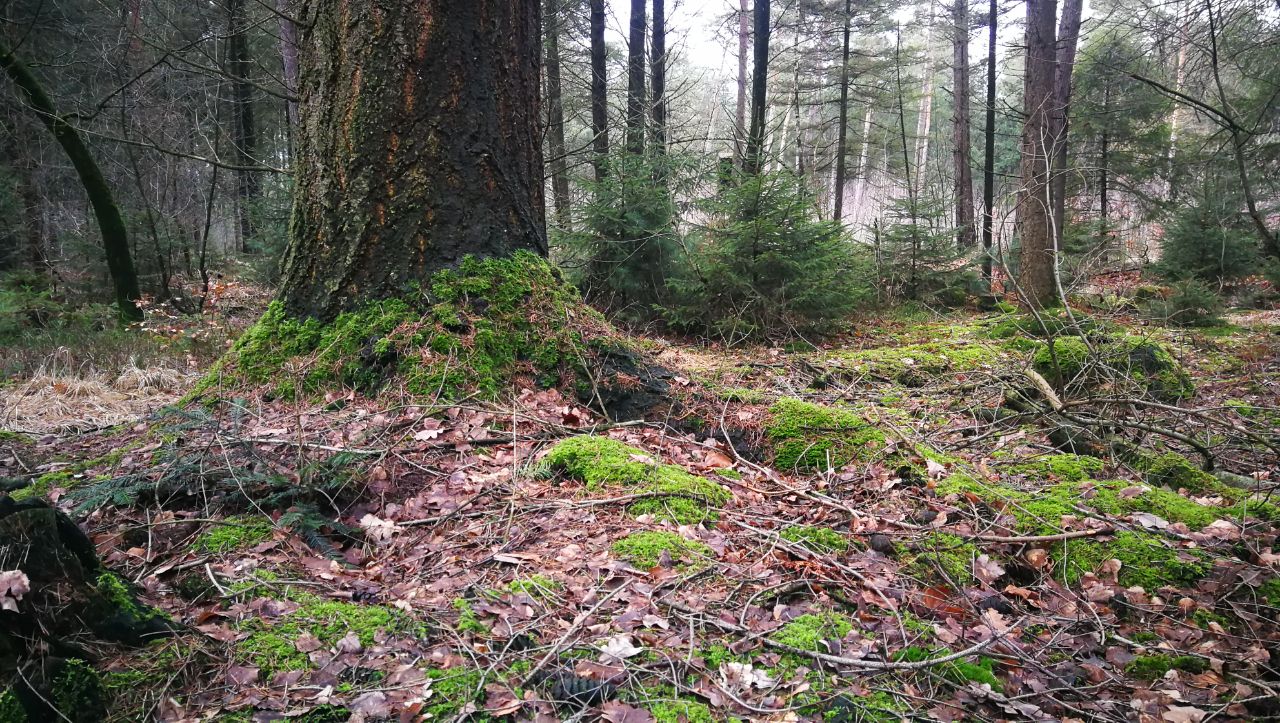 Stimmungsbild eines Waldes mit großen und kleinen Fichten und Laub das den Boden bedeckt