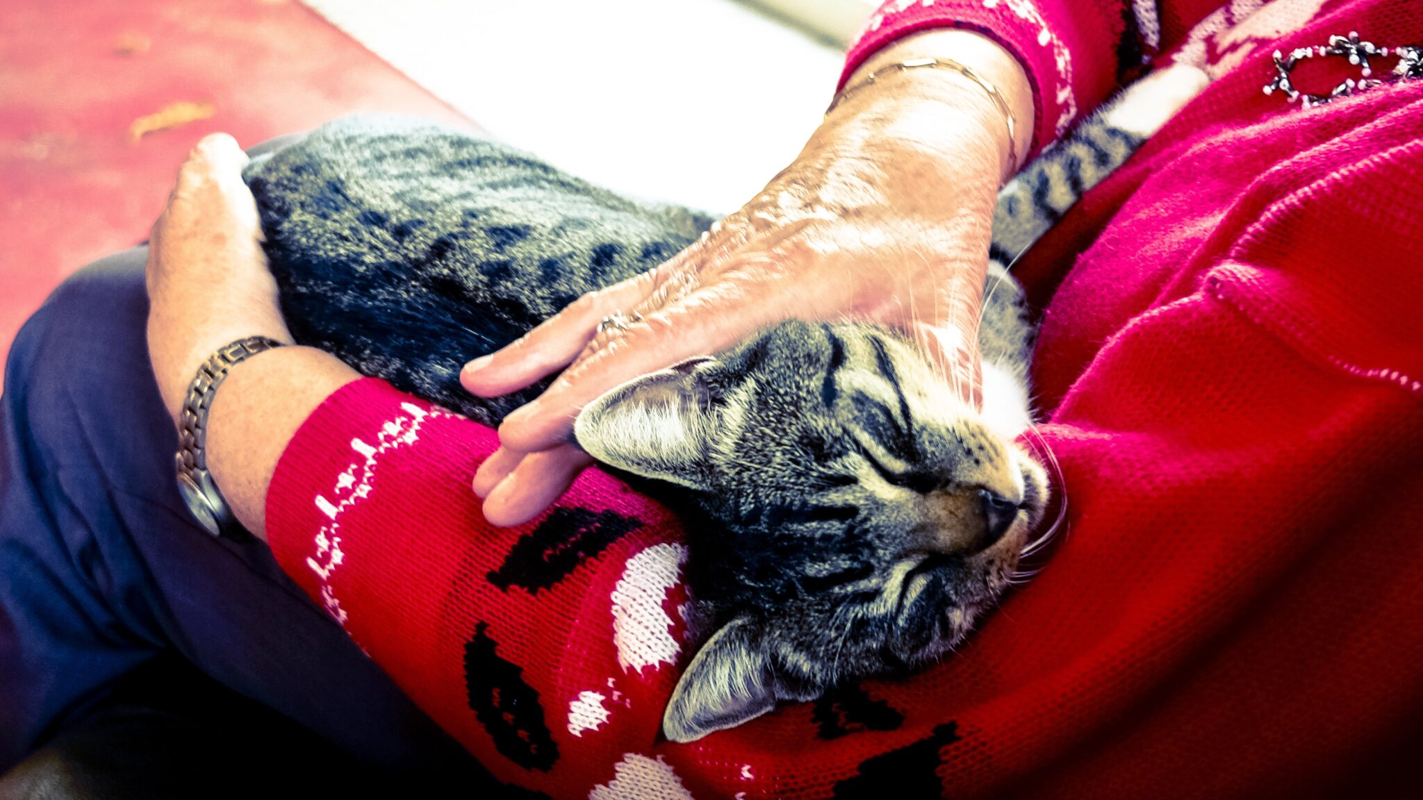Ältere Dame mit einer Katze auf dem Arm